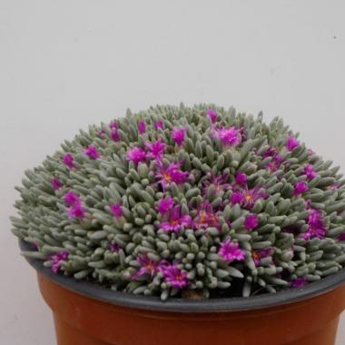 Delosperma sphalmanthoides
